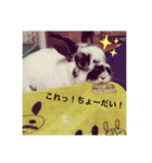 ぶち丸くん（個別スタンプ：7）
