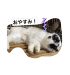ぶち丸くん（個別スタンプ：9）