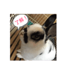 ぶち丸くん（個別スタンプ：15）