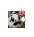 ぶち丸くん（個別スタンプ：21）
