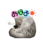 ラテ＆モカ（個別スタンプ：13）