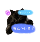 ラテ＆モカ（個別スタンプ：16）