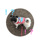リアルパグ（個別スタンプ：14）