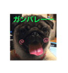 リアルパグ（個別スタンプ：16）