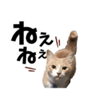 おっとりちゃしろ猫、きなこぼうの日常（個別スタンプ：1）