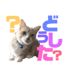 おっとりちゃしろ猫、きなこぼうの日常（個別スタンプ：2）