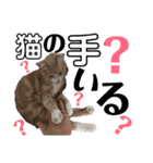 おっとりちゃしろ猫、きなこぼうの日常（個別スタンプ：3）