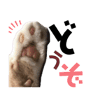 おっとりちゃしろ猫、きなこぼうの日常（個別スタンプ：4）