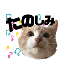 おっとりちゃしろ猫、きなこぼうの日常（個別スタンプ：5）