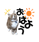 おっとりちゃしろ猫、きなこぼうの日常（個別スタンプ：6）