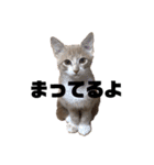 おっとりちゃしろ猫、きなこぼうの日常（個別スタンプ：7）