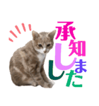 おっとりちゃしろ猫、きなこぼうの日常（個別スタンプ：8）