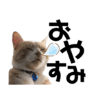 おっとりちゃしろ猫、きなこぼうの日常（個別スタンプ：10）