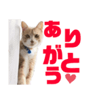 おっとりちゃしろ猫、きなこぼうの日常（個別スタンプ：11）