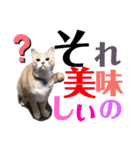 おっとりちゃしろ猫、きなこぼうの日常（個別スタンプ：12）