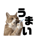 おっとりちゃしろ猫、きなこぼうの日常（個別スタンプ：13）