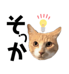 おっとりちゃしろ猫、きなこぼうの日常（個別スタンプ：14）