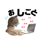 おっとりちゃしろ猫、きなこぼうの日常（個別スタンプ：15）