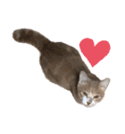 おっとりちゃしろ猫、きなこぼうの日常（個別スタンプ：16）