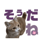 おっとりちゃしろ猫、きなこぼうの日常（個別スタンプ：17）