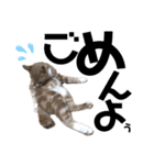 おっとりちゃしろ猫、きなこぼうの日常（個別スタンプ：18）