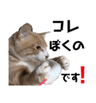 おっとりちゃしろ猫、きなこぼうの日常（個別スタンプ：19）
