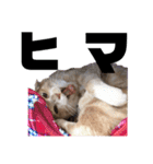 おっとりちゃしろ猫、きなこぼうの日常（個別スタンプ：20）