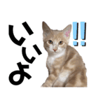 おっとりちゃしろ猫、きなこぼうの日常（個別スタンプ：21）
