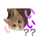 おっとりちゃしろ猫、きなこぼうの日常（個別スタンプ：22）