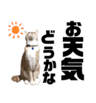 おっとりちゃしろ猫、きなこぼうの日常（個別スタンプ：24）