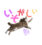 おっとりちゃしろ猫、きなこぼうの日常（個別スタンプ：25）