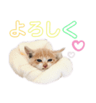 おっとりちゃしろ猫、きなこぼうの日常（個別スタンプ：26）