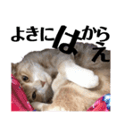 おっとりちゃしろ猫、きなこぼうの日常（個別スタンプ：27）