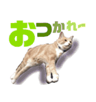 おっとりちゃしろ猫、きなこぼうの日常（個別スタンプ：28）