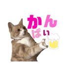 おっとりちゃしろ猫、きなこぼうの日常（個別スタンプ：29）