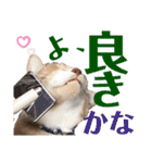 おっとりちゃしろ猫、きなこぼうの日常（個別スタンプ：30）