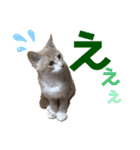 おっとりちゃしろ猫、きなこぼうの日常（個別スタンプ：31）