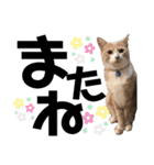 おっとりちゃしろ猫、きなこぼうの日常（個別スタンプ：32）