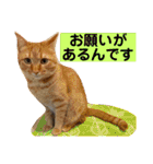 はなとこはく4（個別スタンプ：3）