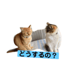 はなとこはく4（個別スタンプ：9）