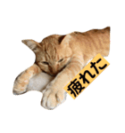 はなとこはく4（個別スタンプ：10）