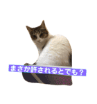 はなとこはく4（個別スタンプ：11）