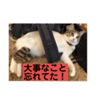はなとこはく4（個別スタンプ：13）