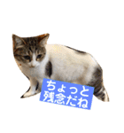 はなとこはく4（個別スタンプ：14）
