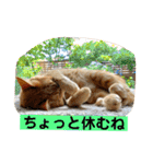 はなとこはく4（個別スタンプ：16）