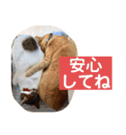 はなとこはく4（個別スタンプ：17）