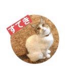 はなとこはく4（個別スタンプ：34）