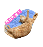 はなとこはく4（個別スタンプ：36）