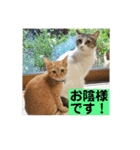 はなとこはく4（個別スタンプ：40）