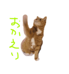 結構つかいやすい（個別スタンプ：6）